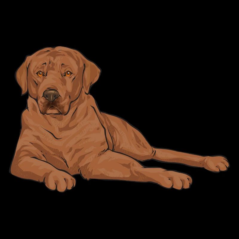 Foxred Labrador Fuchsroter Labrador Retriever