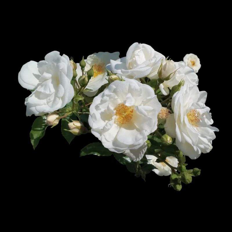 White rose bush with buds