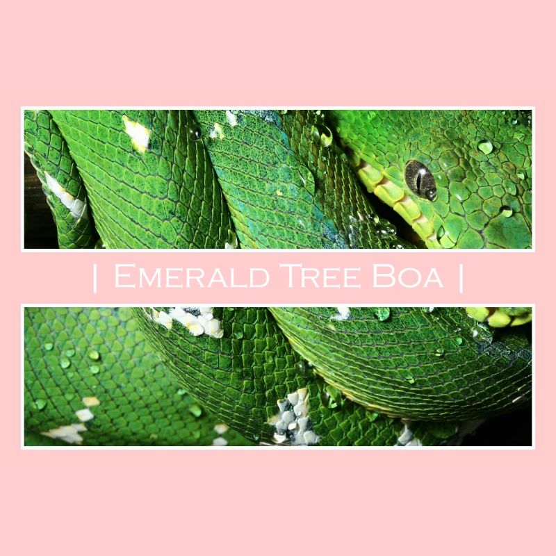 Smaragdbaum-Boa