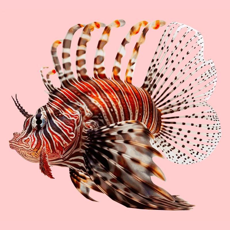 Le poisson-lion est aussi appelé poisson-scorpion