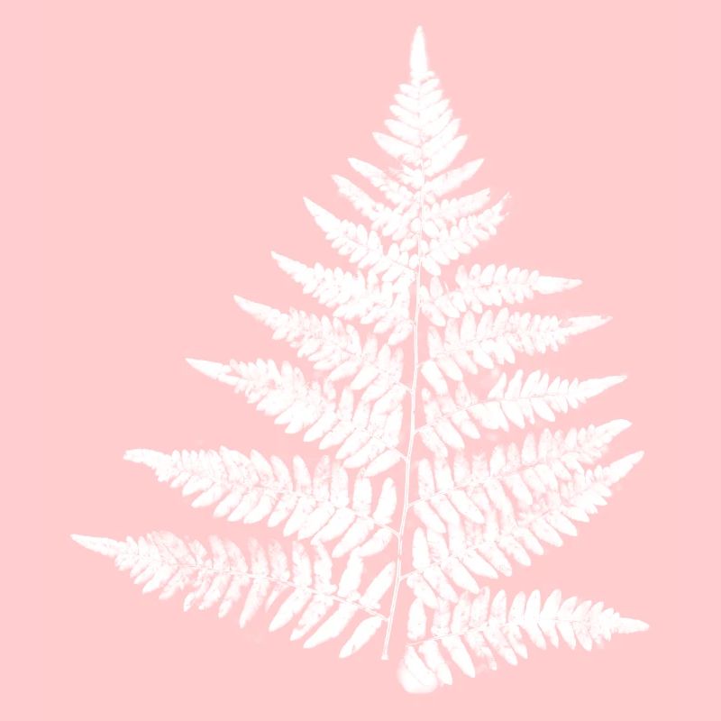fougère