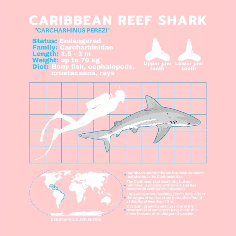 Fiche technique du requin de récif des Caraïbes