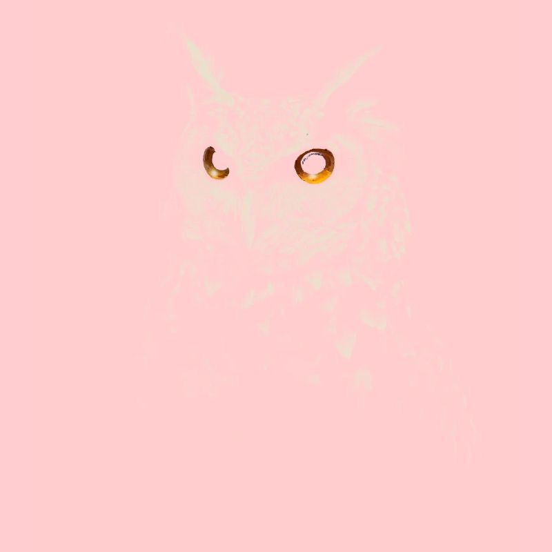 owl
