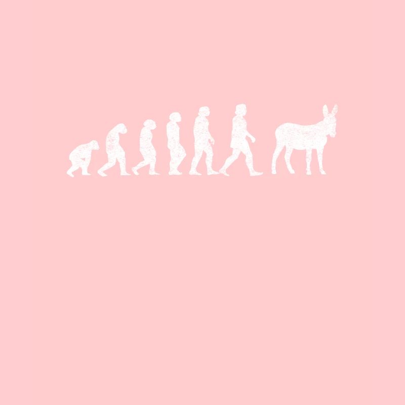 Donkey Mules Mules Mulis Evolution