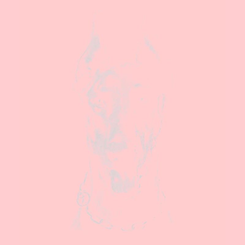 Dobermann