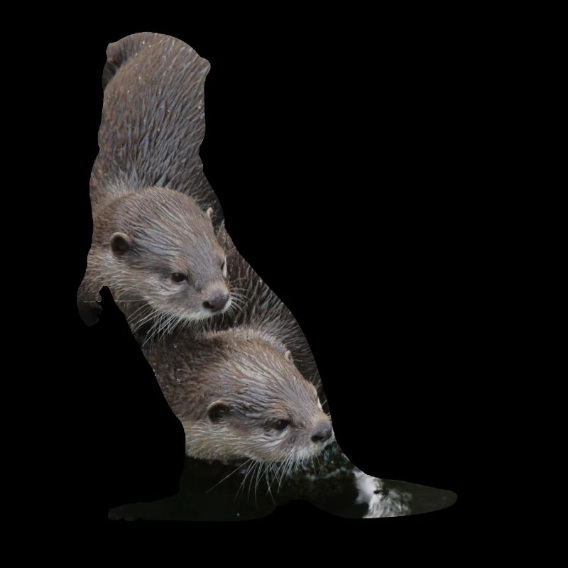 Otter Otter Otter Otter Otter Otter