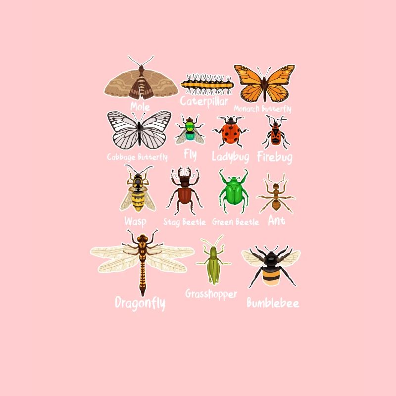 insectes