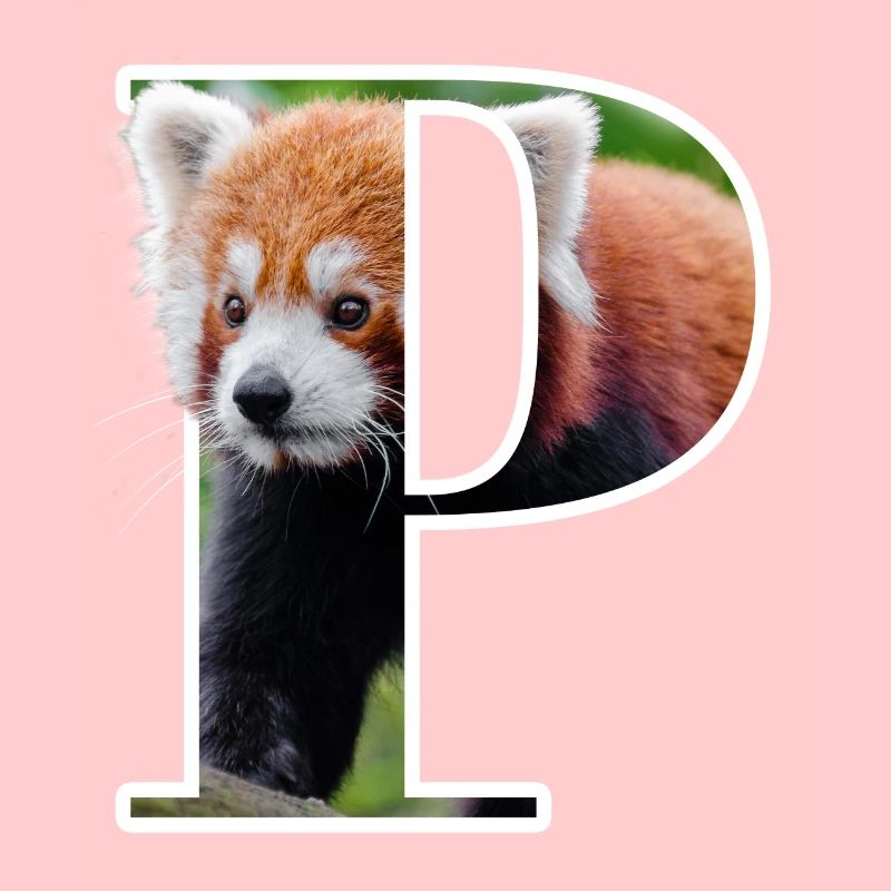 P Red Panda