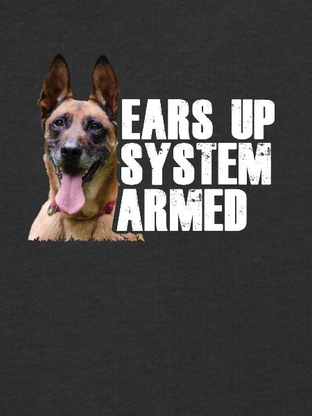 Belgisk hyrdehund I Mechelaar I Malinois