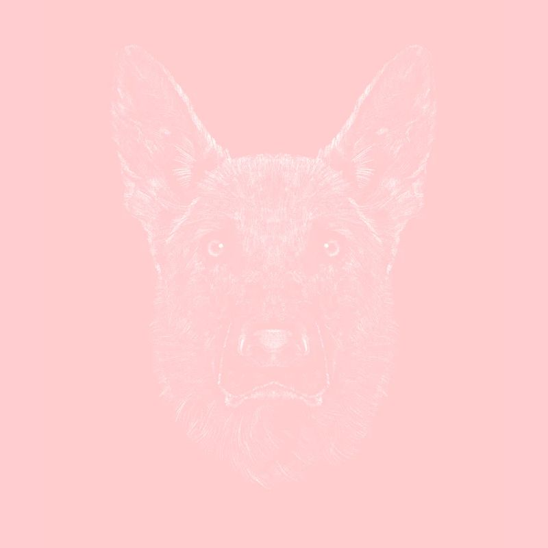 Deutscher Schäferhund