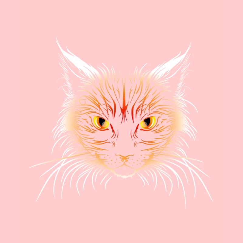 Tête de chat orange