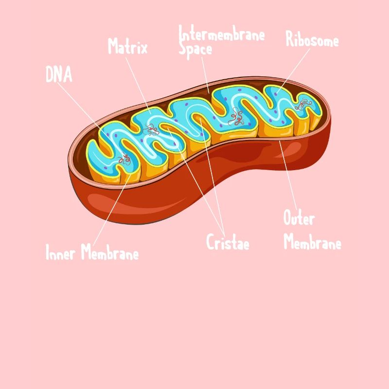 Mitochondria Cell Biology Biologist Science