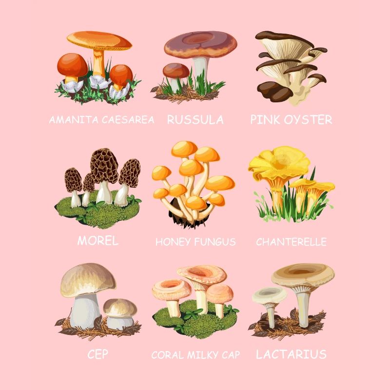 Cueillette de champignons Espèces de champignons Cueilleurs de champignons