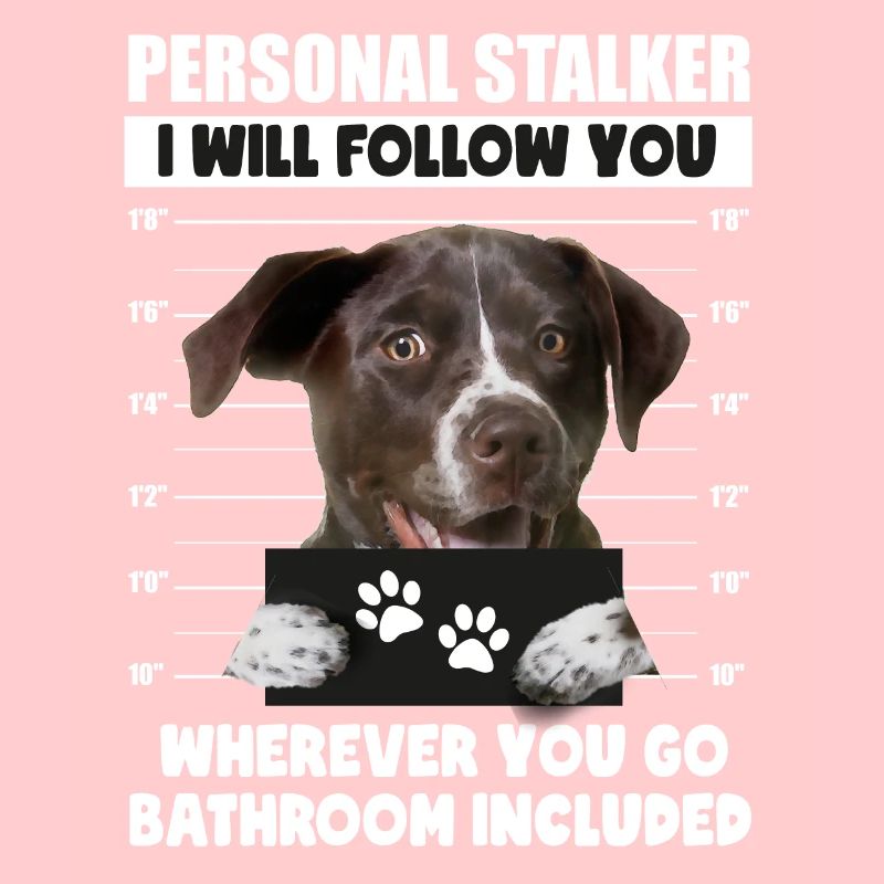 Persönlicher Stalker-Hund Deutsch Kurzhaar Pointer