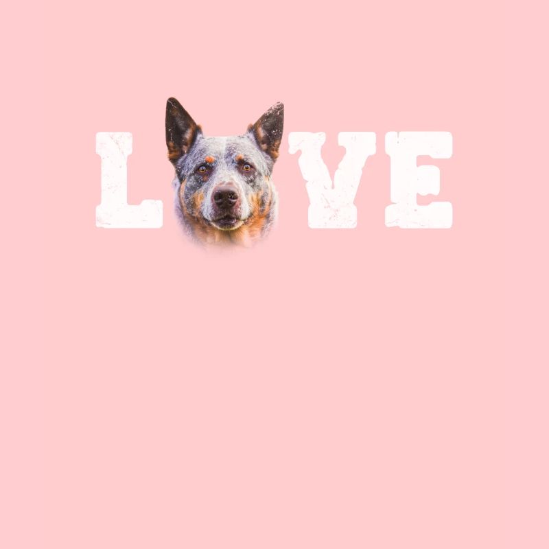 Australian Cattle Dog