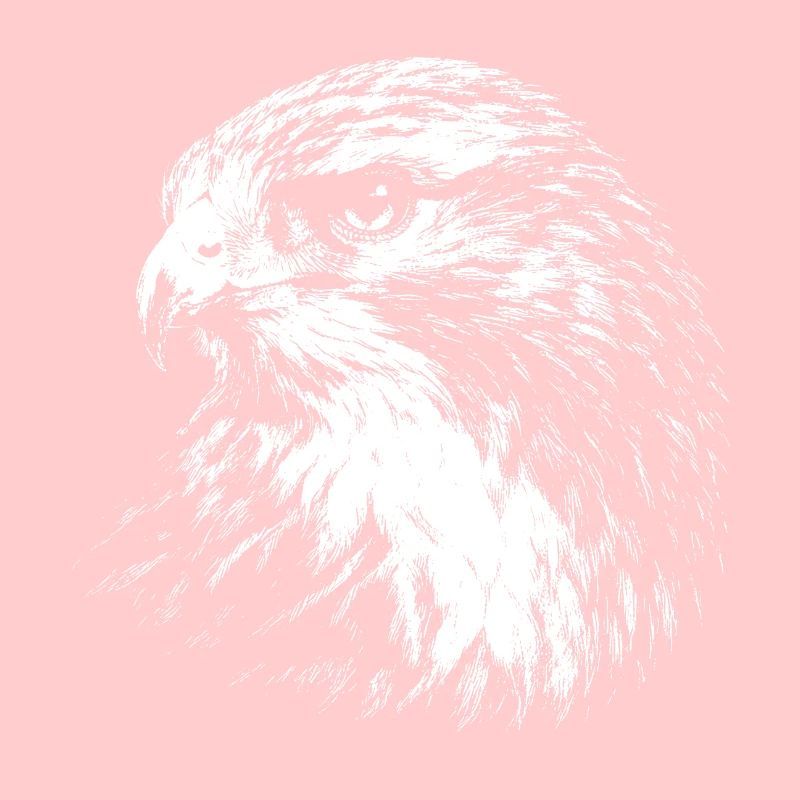 Falcon – graphismes au crayon blanc