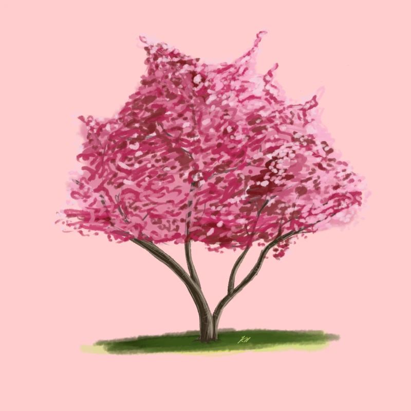 Cherry Sakura Pink Floral Tree