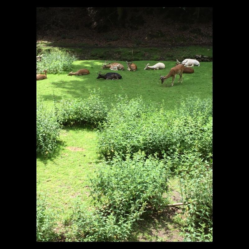 Wildtiere