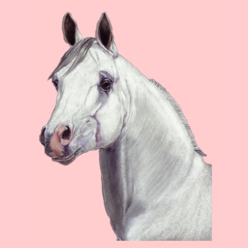 Cheval arabe