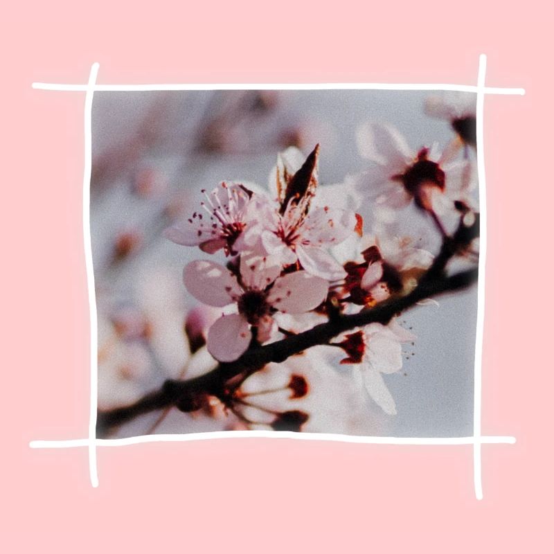 Cherry Blossoms & Cherry Tree