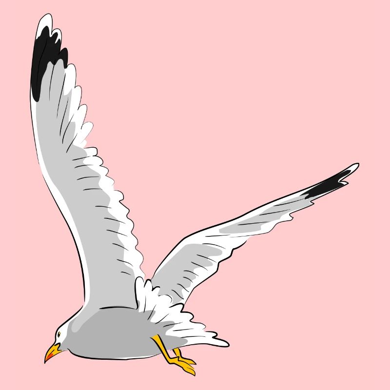Möwe im Flug
