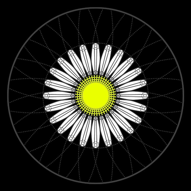 Gänseblümchen - Dunkel