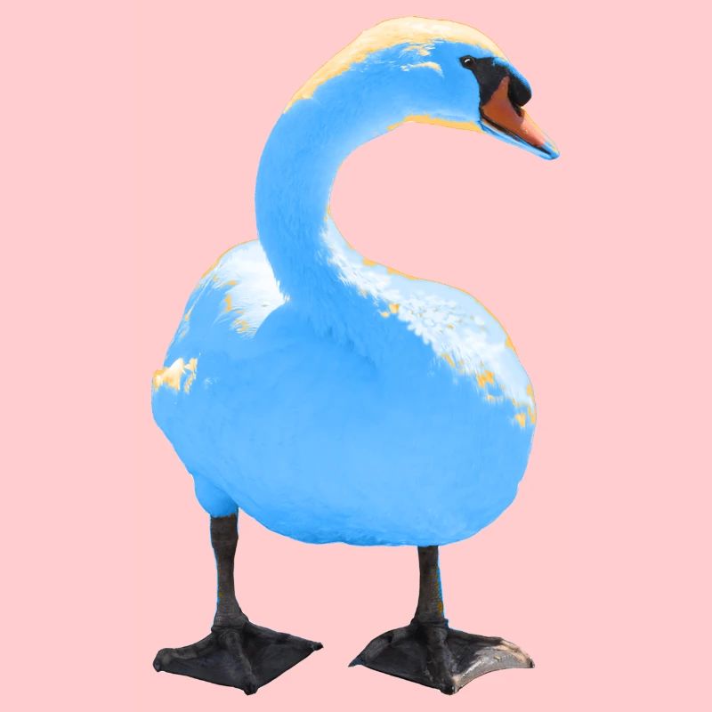 swan