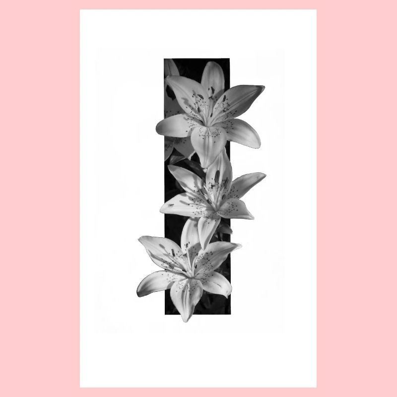 Lys noirs et blancs en rayures