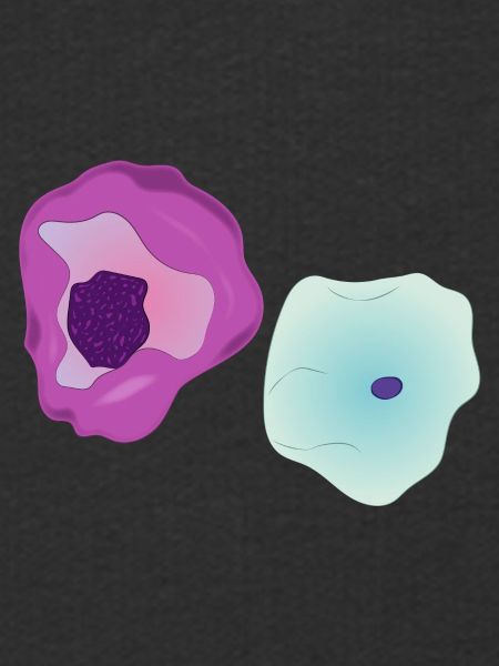 Cytologie et cellules