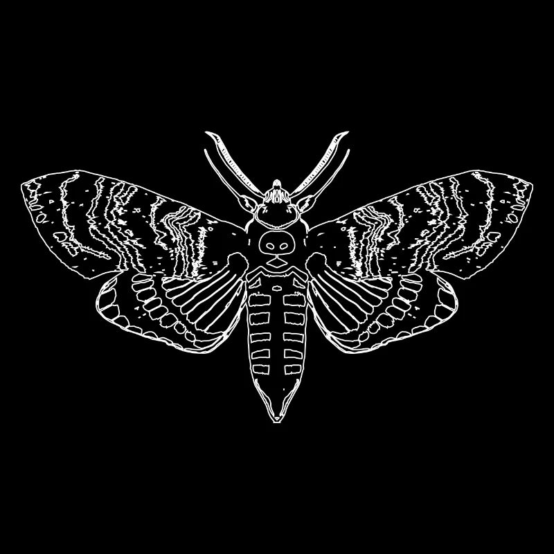 Motte Moth Nachtfalter