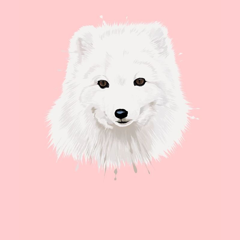 Arctic Fox