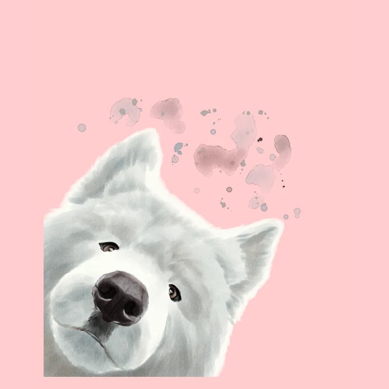 Curious Samoyed Dog