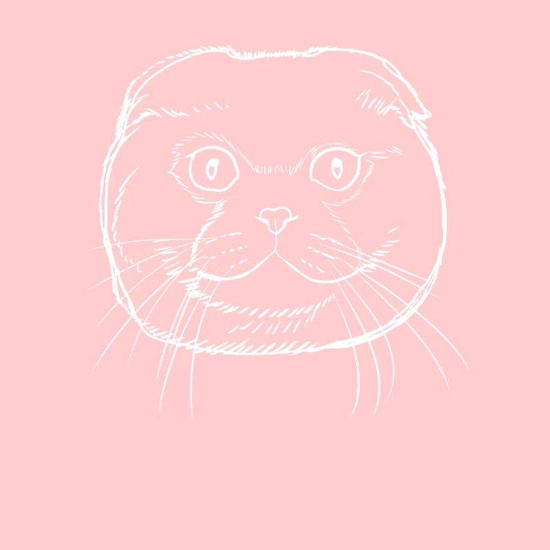 Stroke Scottish Fold Cat