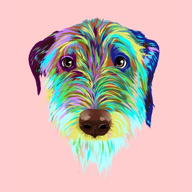 Splash Irischer Wolfshund Hund