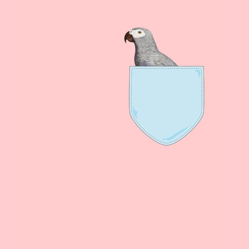Vogelbeobachter Vogelhalter Taube in einem Taschenvogel