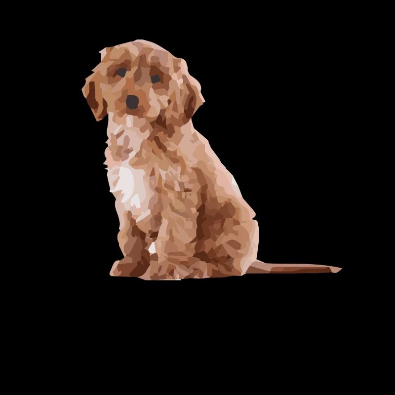 Evolution De Cockapooss