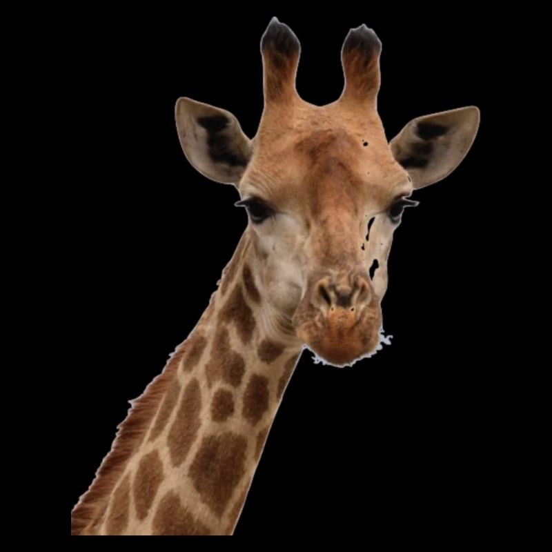 Giraffe, Tier Zoo, lüstig witzig