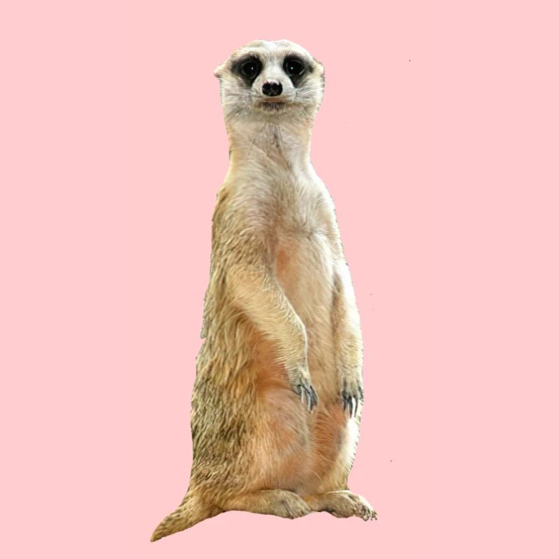 Erdmännchen