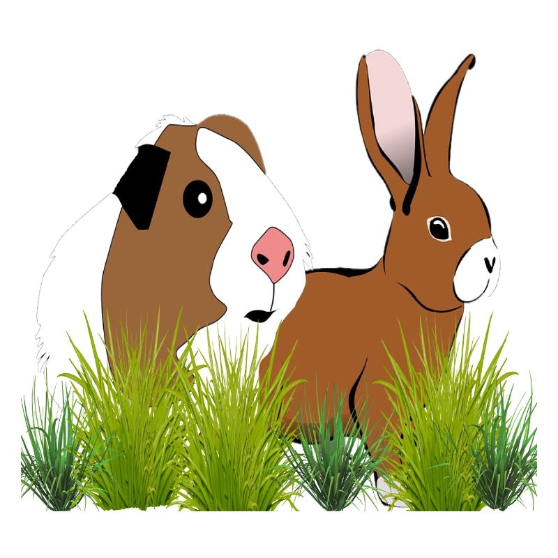 Cobaye lapin de conception