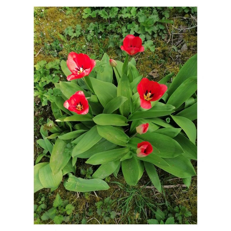 tulipes