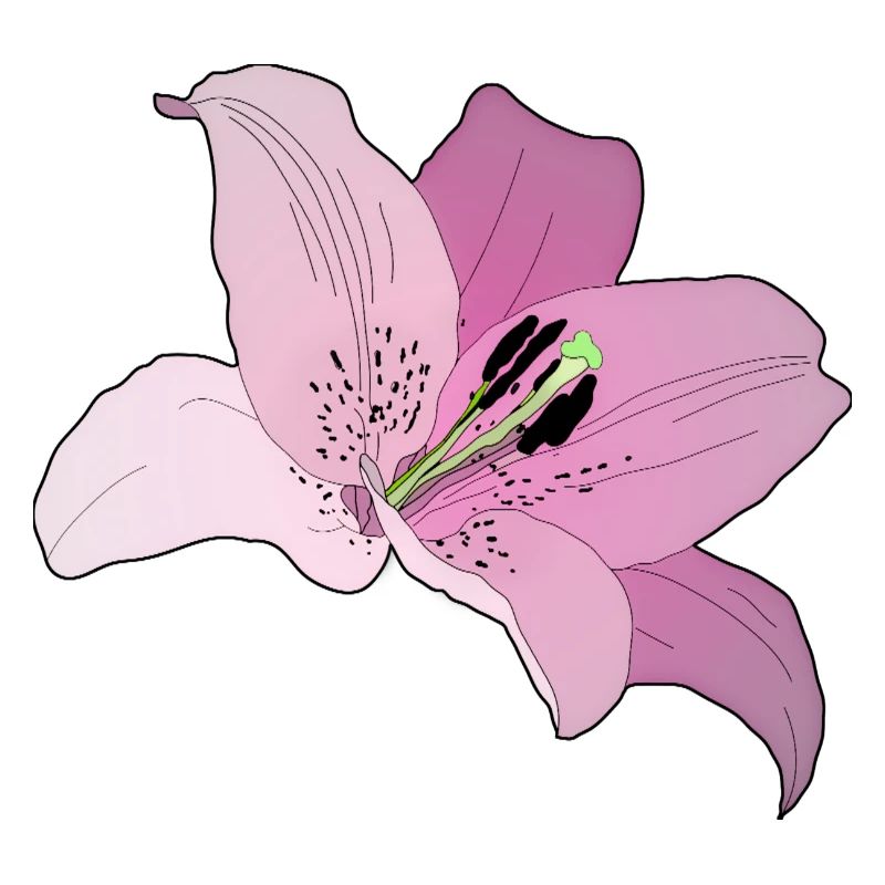 Rosa Orchidee