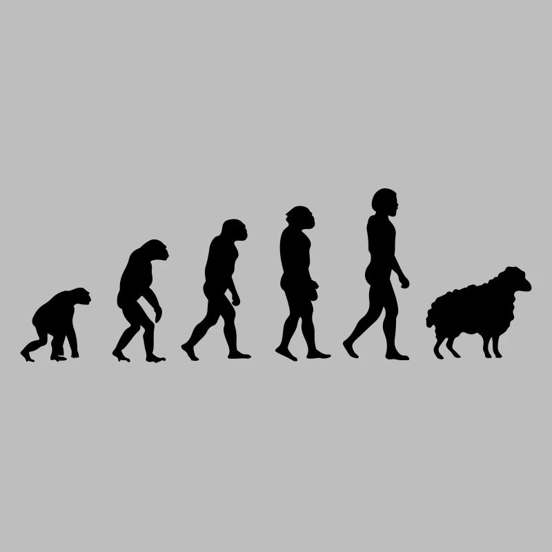Darwin Sheep