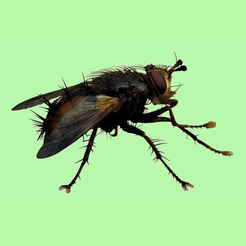 Außerirdisch Alien Wesen, oder nur eine Fliege?