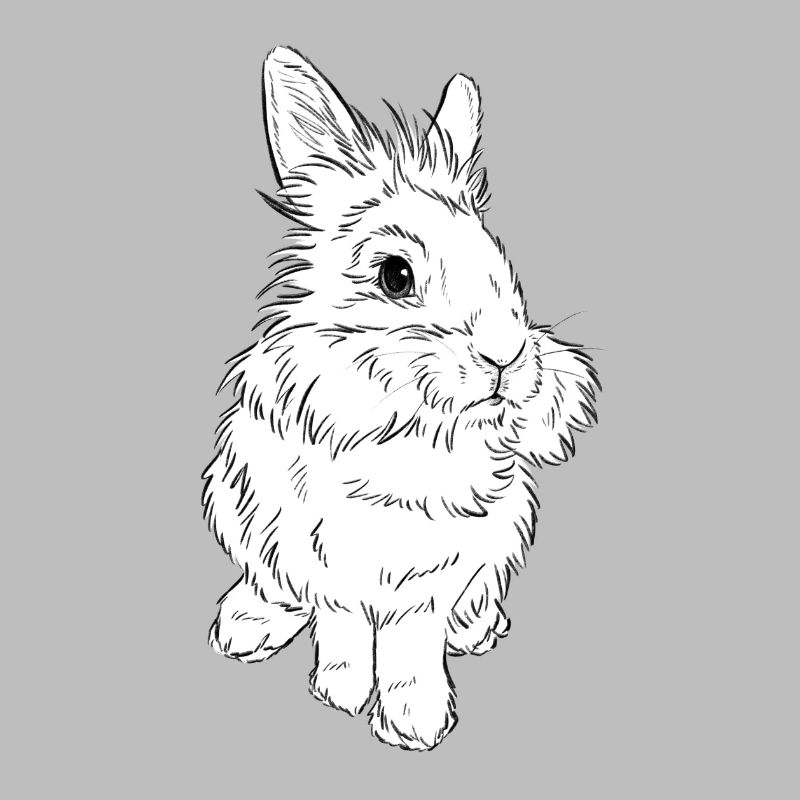 Lion head rabbit