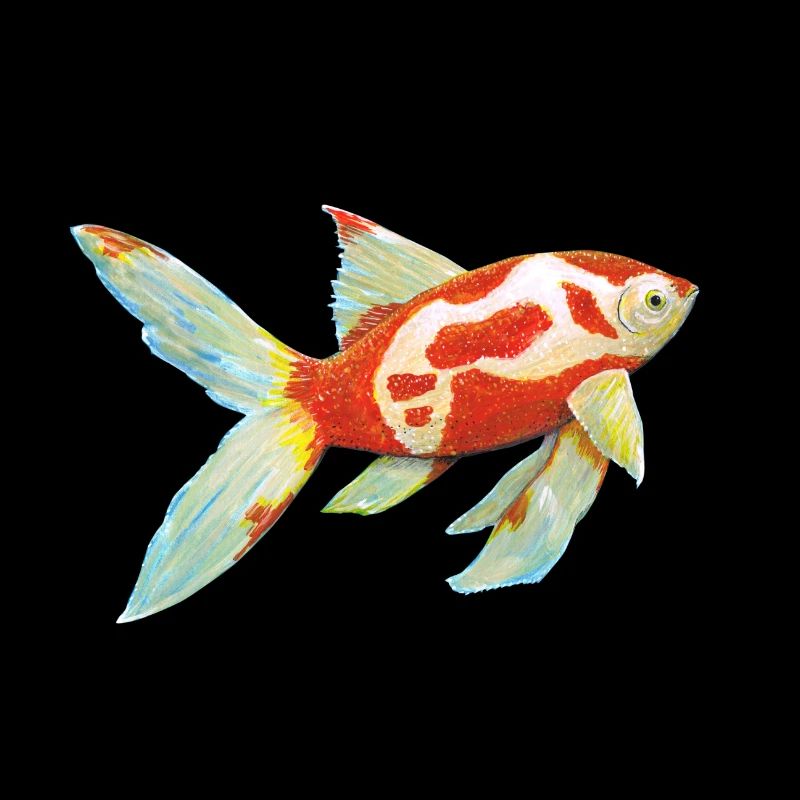 Comet tail goldfish
