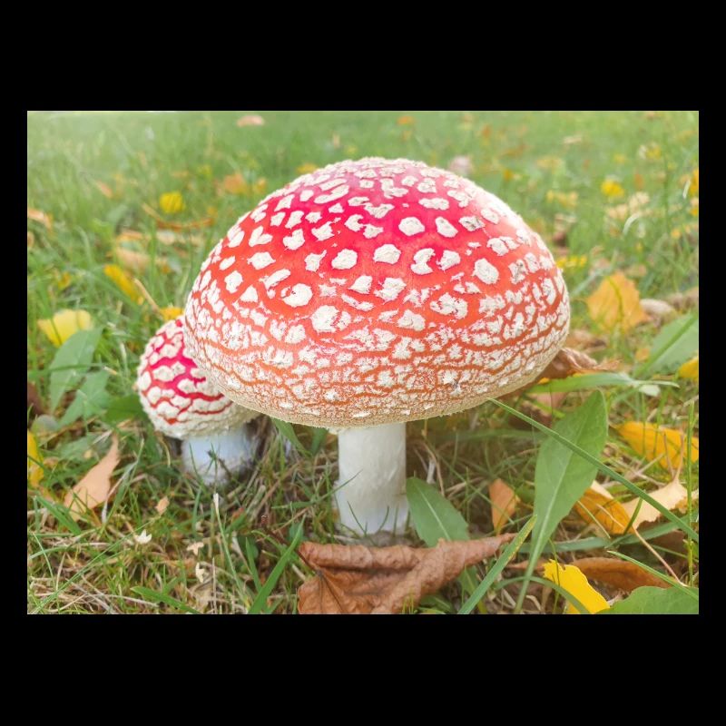 fly agaric also toadstool