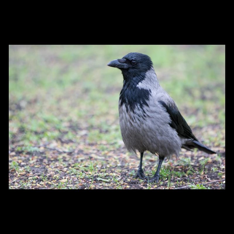 Rabenkrähe (Aaskrähe, Corvus corone)