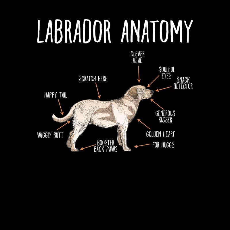 Labrador