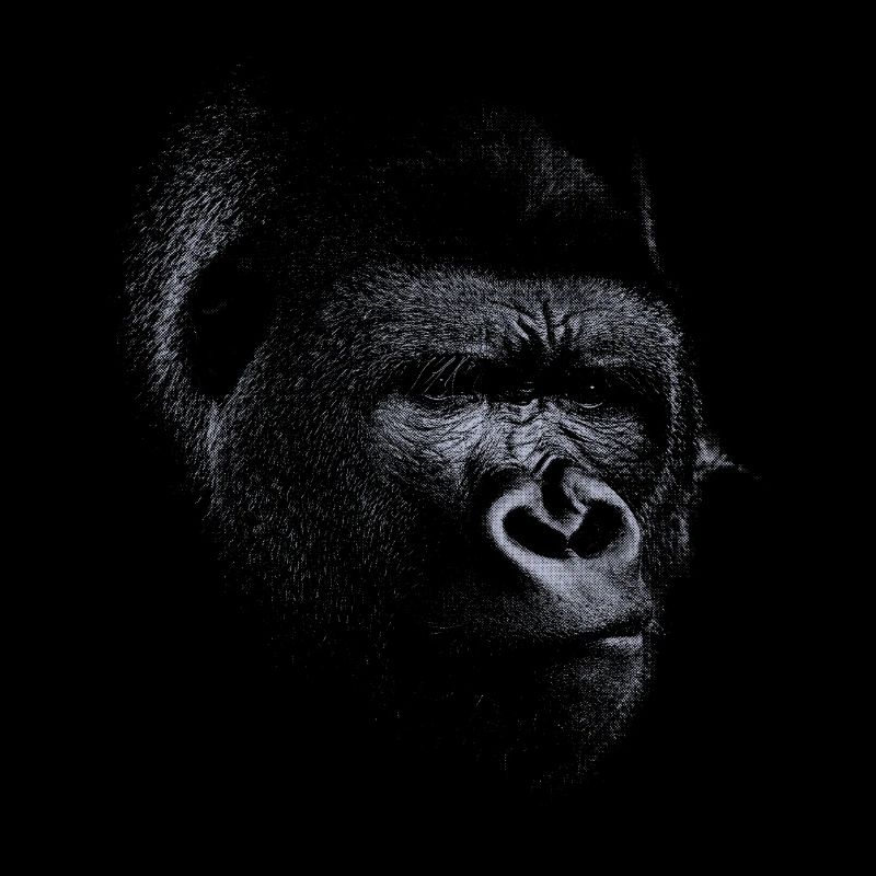 Grauer Gorilla