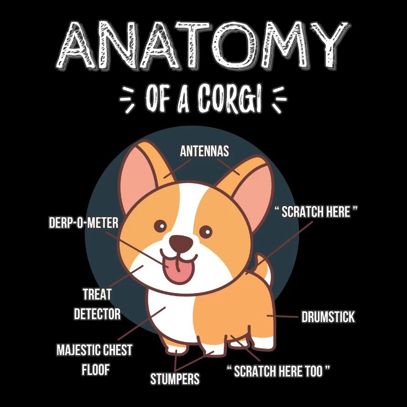 Anatomie d’un Corgi
